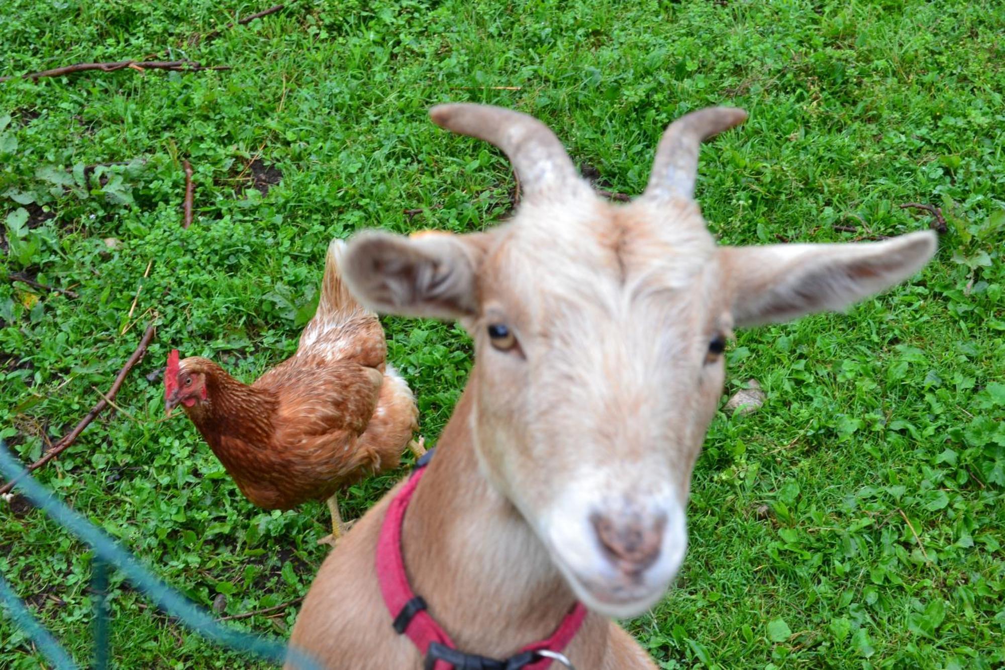 Le Paradis Des Animaux Coublevie Εξωτερικό φωτογραφία