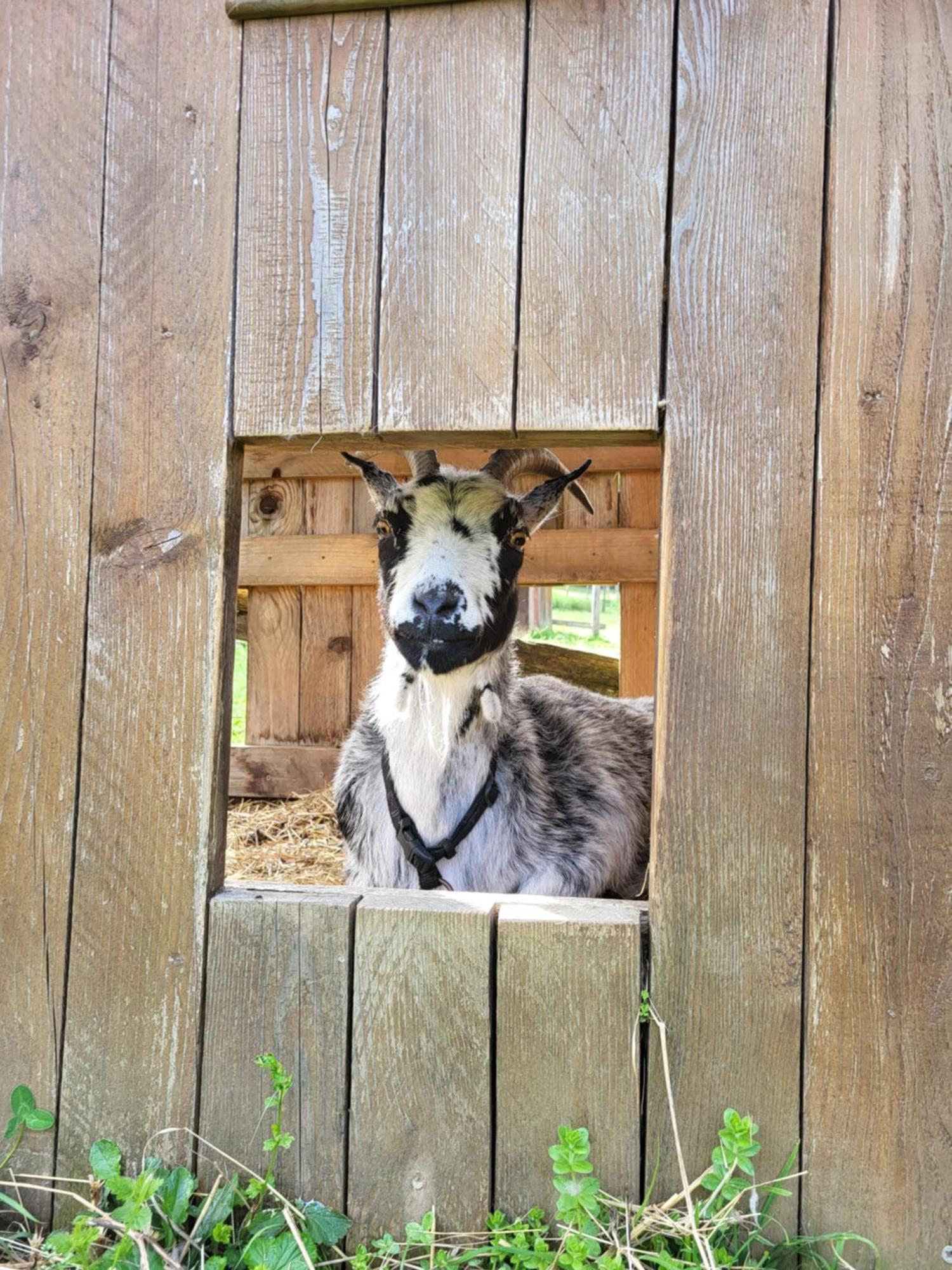 Le Paradis Des Animaux Coublevie Εξωτερικό φωτογραφία