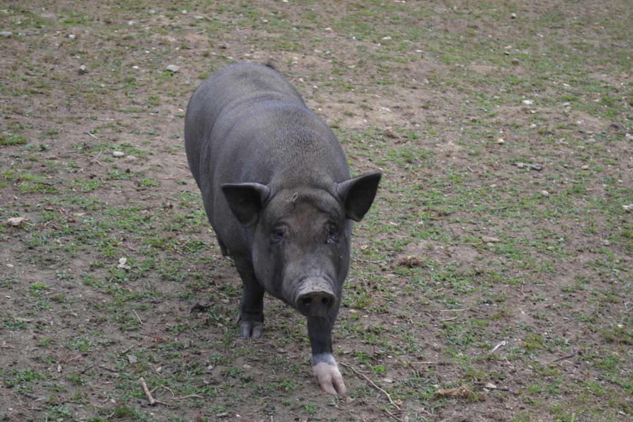 Le Paradis Des Animaux Coublevie Εξωτερικό φωτογραφία